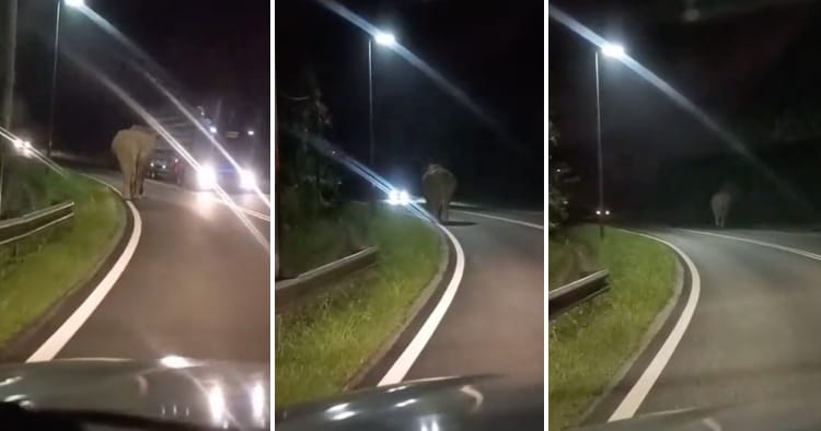 feat image elephant grik road