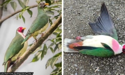 feat image jambu fruit dove dead