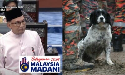 feat image k9 unit improvements