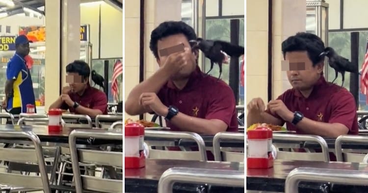 feat image man mamak crow wtf