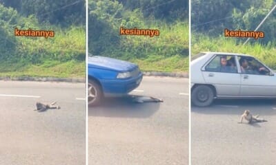 feat image monkey injured otr