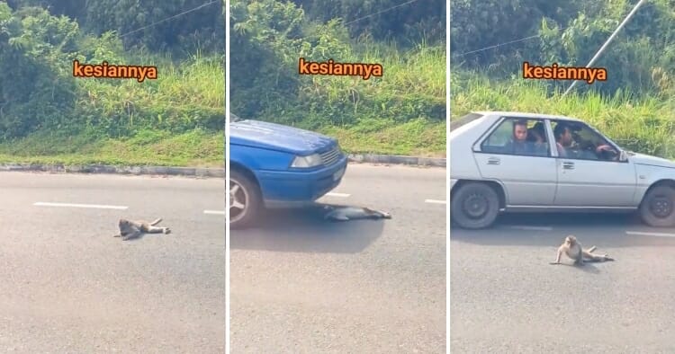 feat image monkey injured otr