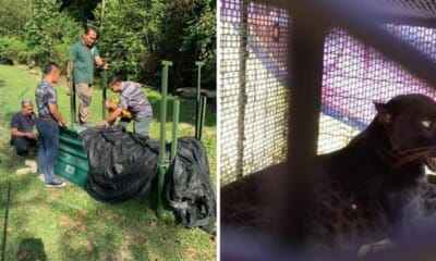 feat image panther n9