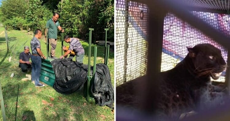 feat image panther n9