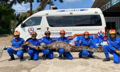 feat image python eat snek get caught