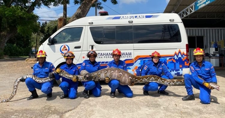 feat image python eat snek get caught