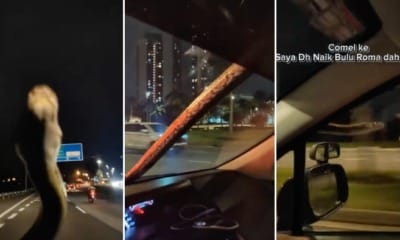 feat image snake on a car