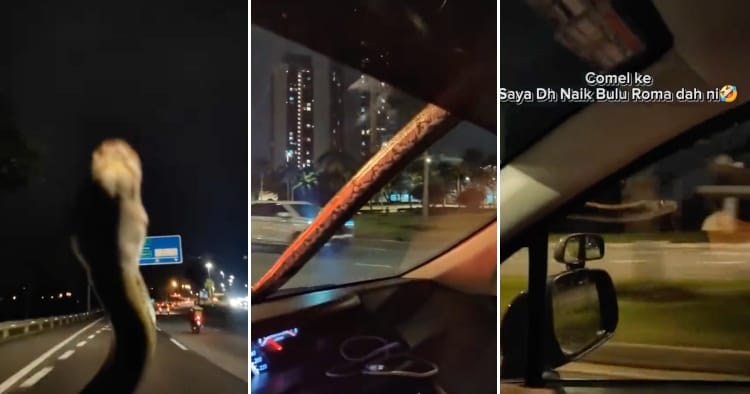 feat image snake on a car