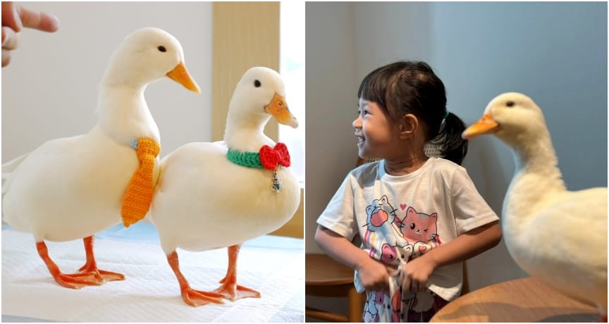 duckcafe in ipoh ft