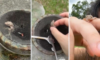 feat image gecko saved