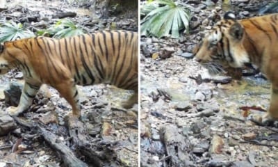 feat image malayan tiger thailand