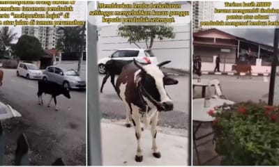 penang residential area cows