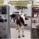 penang residential area cows