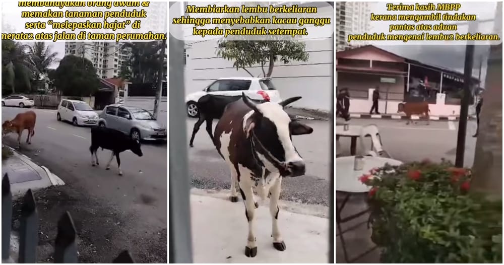 penang residential area cows
