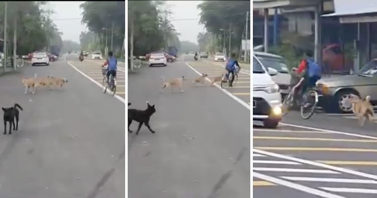 feat image chased by stray dogs