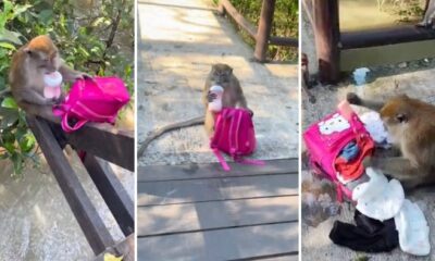 feat image naughty monkey steal