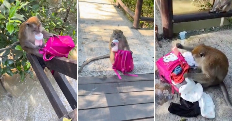 feat image naughty monkey steal