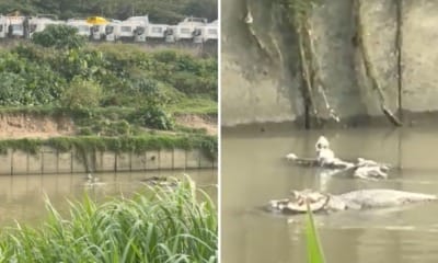 feat image crocodile usj