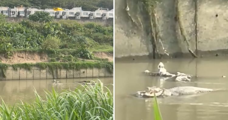 feat image crocodile usj