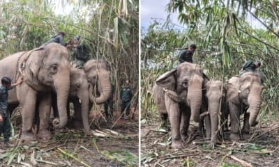 feat image elephant perhilitan