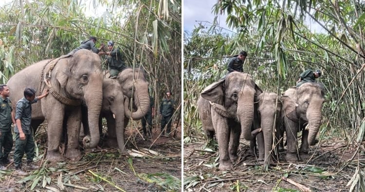 feat image elephant perhilitan