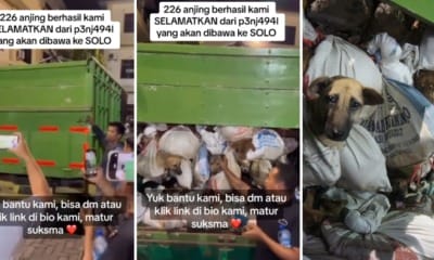 feat image indonesia police rescue dog