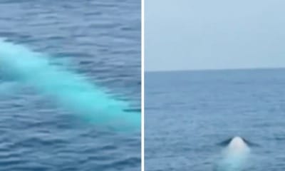 feat image white whale phi phi