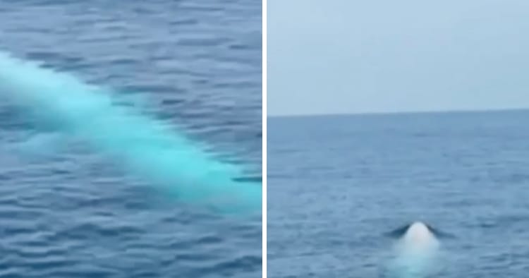feat image white whale phi phi