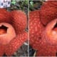 sarawak rafflesia bloom