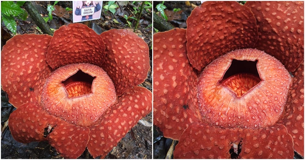 sarawak rafflesia bloom