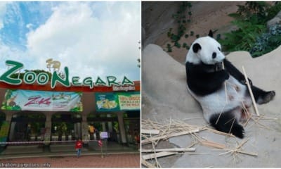 zoo negara free entry