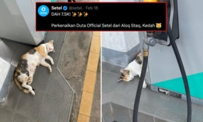 feat image cetel ambassador