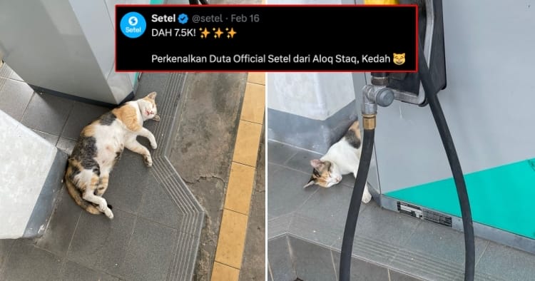 feat image cetel ambassador