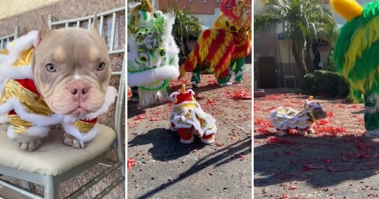 feat image doggo lion dance