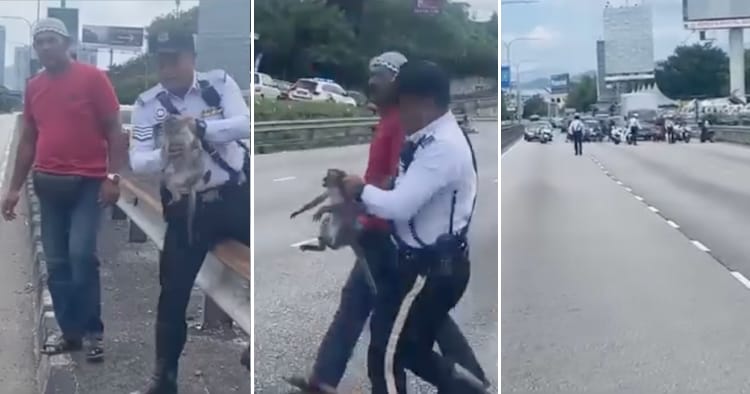 feat image pdrm save monkey