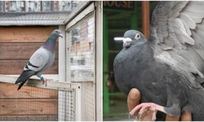 pigeon is spy