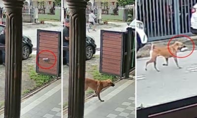 feat image courier dog parcel