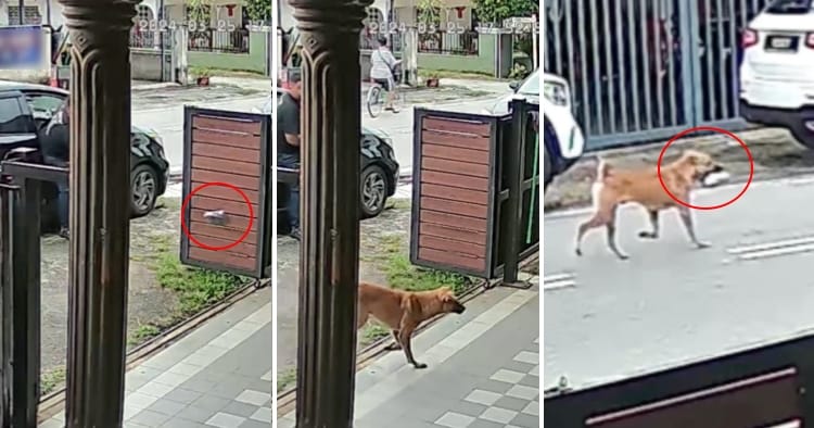feat image courier dog parcel