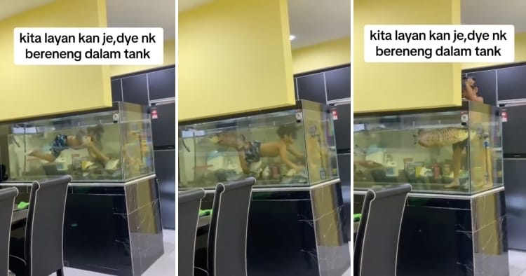 feat image fish tank