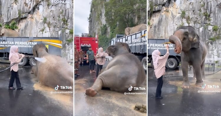 feat image gajah denak n her handler