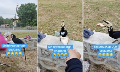 feat image hornbill bread