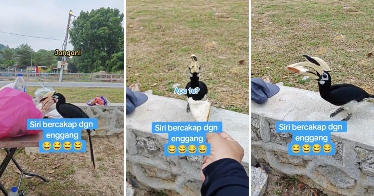 feat image hornbill bread