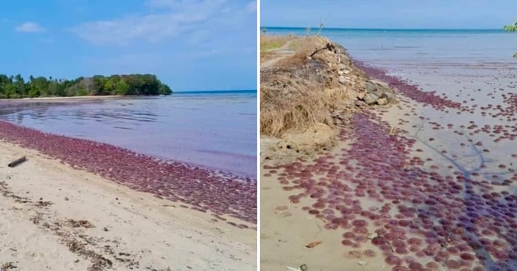 feat image jellyfish sabah