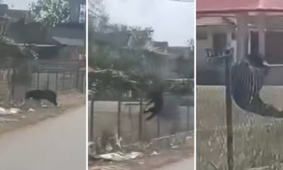 feat image sun bear ganu