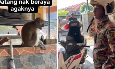 feat image monkey raya
