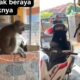 feat image monkey raya