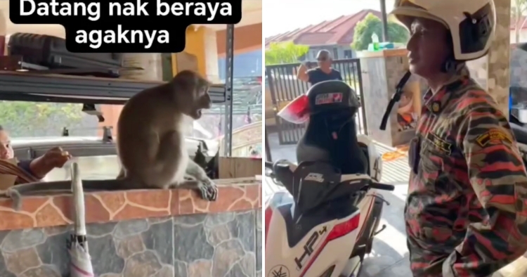 feat image monkey raya