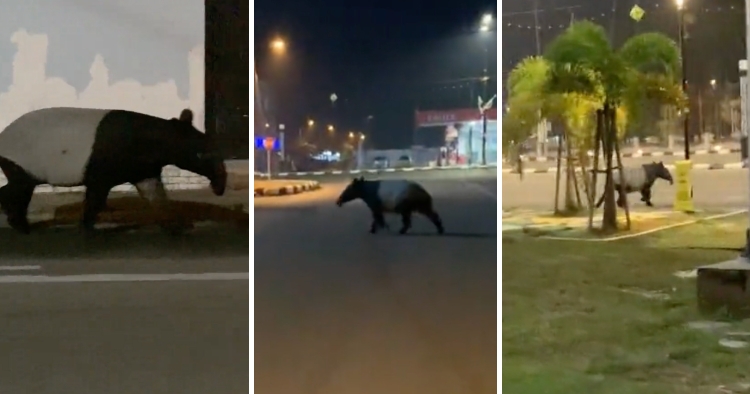 feat image tapir ganu