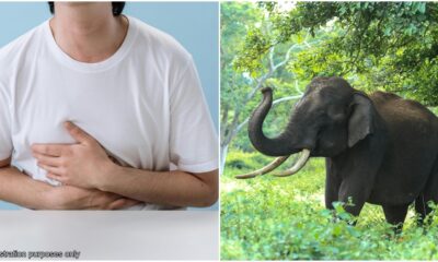 man diarrhoea elephant attack