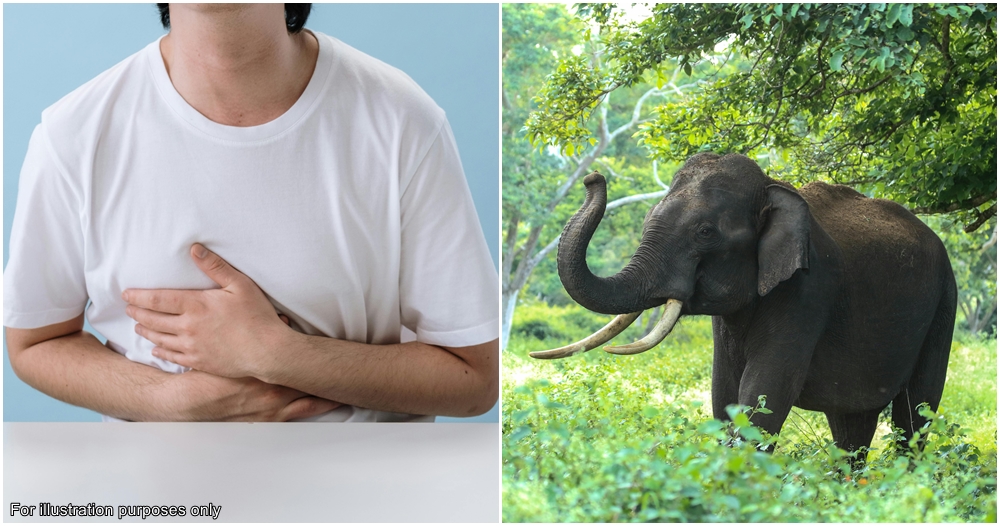 man diarrhoea elephant attack